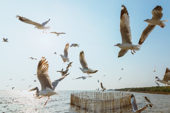 Poster  Plage baltique et mouettes