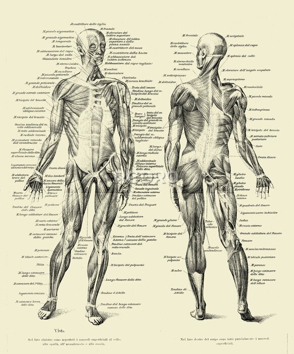 Poster  Planche d'anatomie humaine vintage