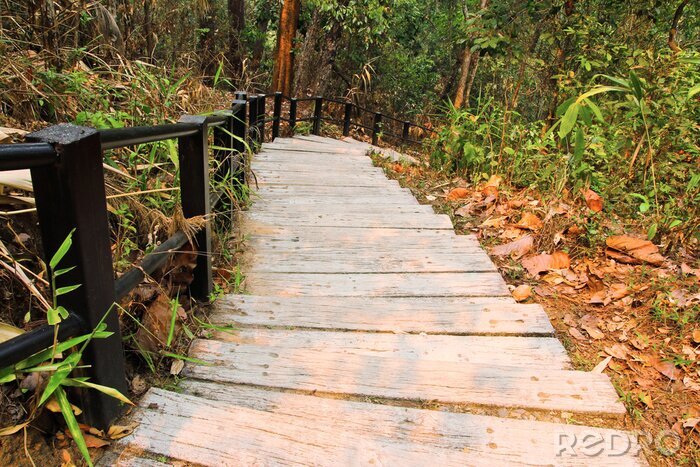 Poster  Planches et nature sauvage