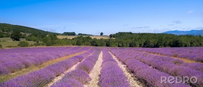 Poster  Plantation de lavande en France
