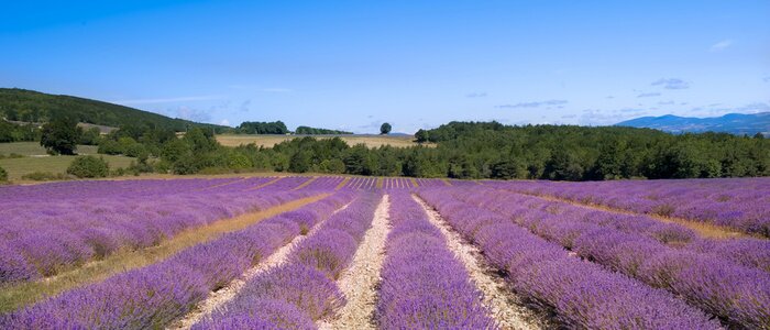 Poster  Plantation de lavande en France