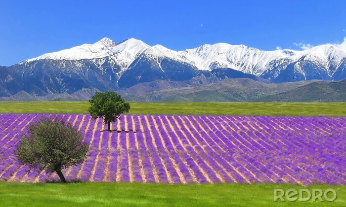 Poster  Plantation de lavande et montagnes enneigées
