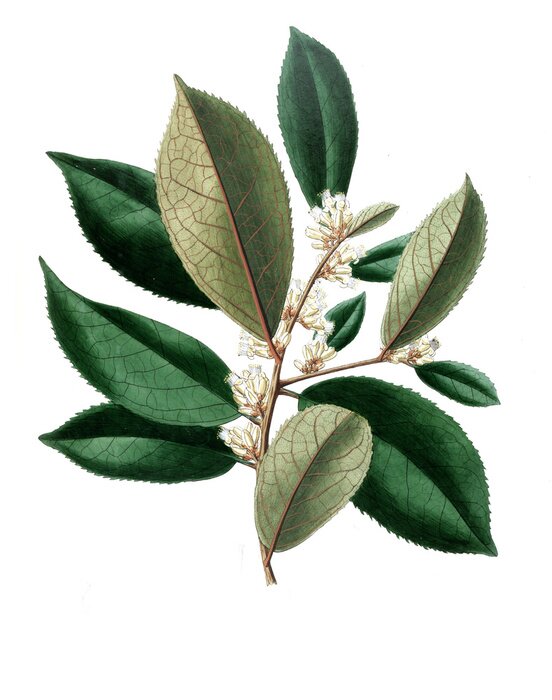 Poster  Plante à fleurs blanches