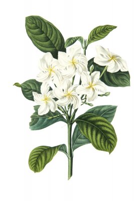 Plante à grandes feuilles et fleurs blanches