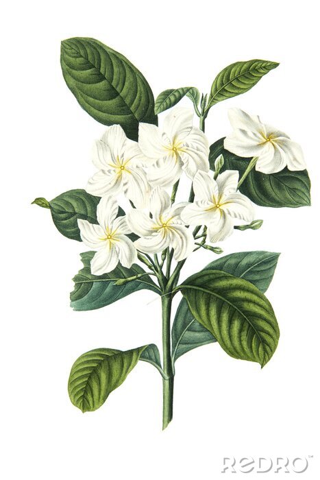 Poster  Plante à grandes feuilles et fleurs blanches