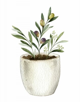 Poster  Plante d'olive dans un pot