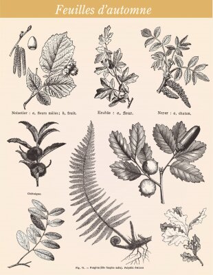 Plante feuilles illustration botanique