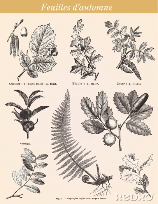 Poster  Plante feuilles illustration botanique