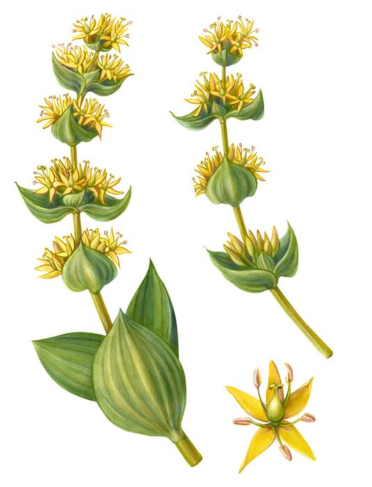 Poster  Plante fleurissante deux tiges et une fleur