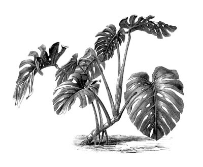Plante noire et blanche