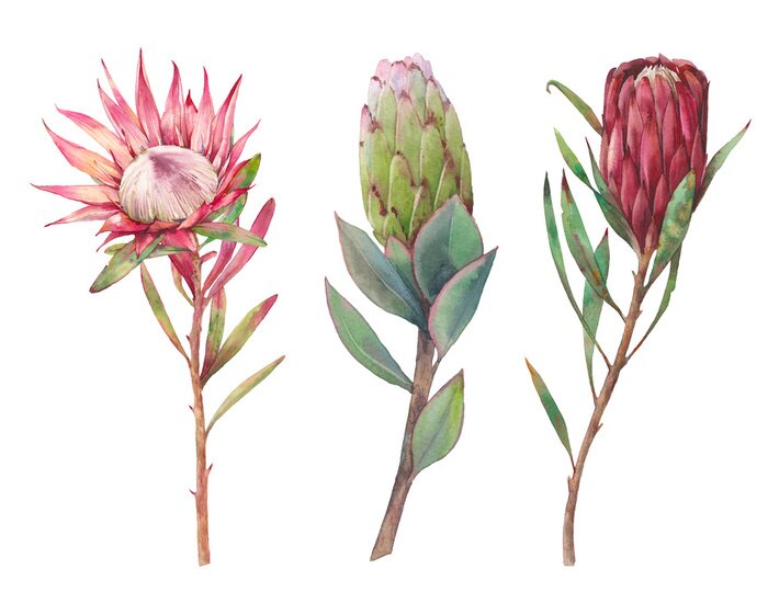 Poster  Plante tropicale à trois stades de développement