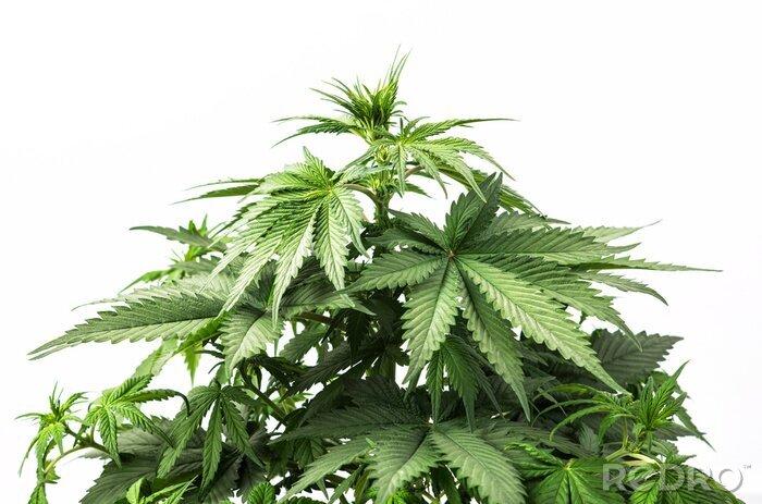 Poster  Plantes à feuilles vertes