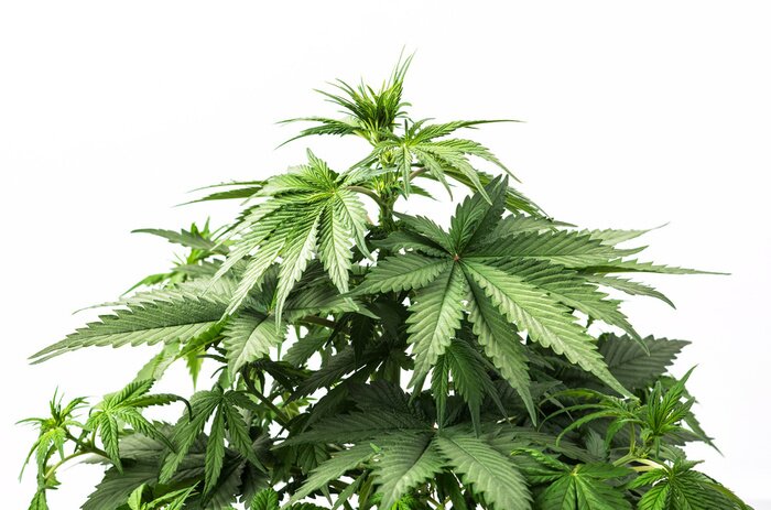 Poster  Plantes à feuilles vertes