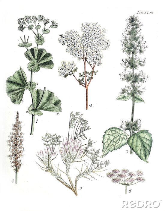 Poster  Plantes à fleurs blanches