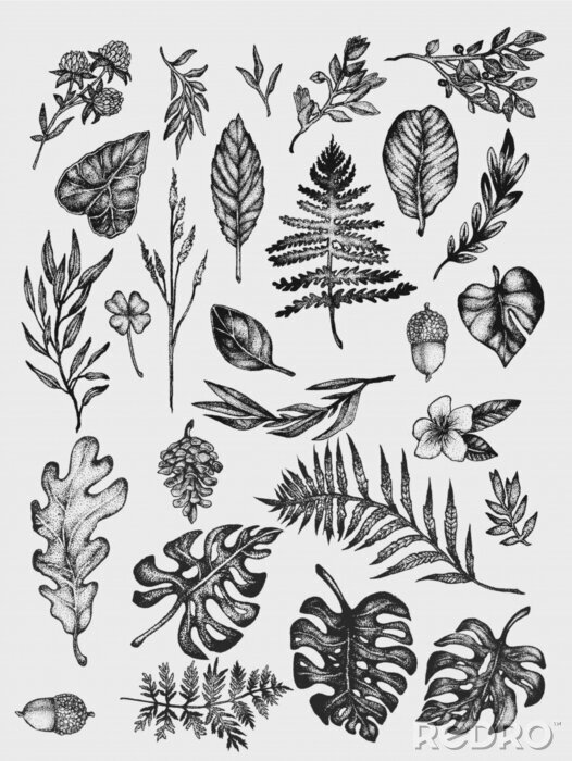 Poster  Plantes aux feuilles variées dans une esthétique de croquis