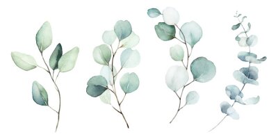 Plantes d'eucalyptus peintes à l'aquarelle