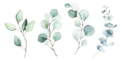 Papier peint  Plantes d'eucalyptus peintes à l'aquarelle