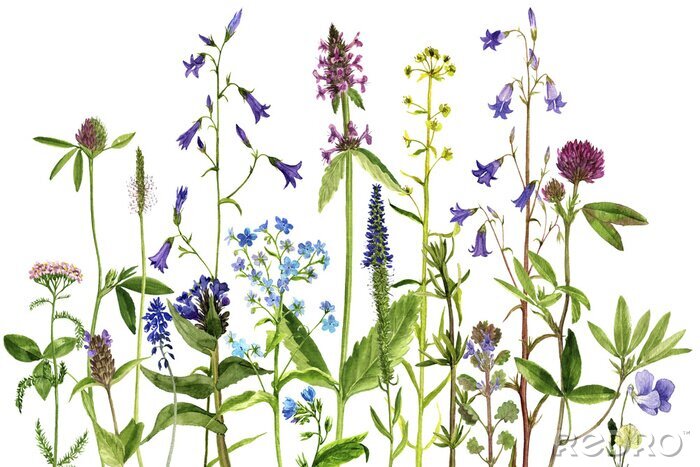 Poster  Plantes de champ