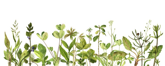 Poster  Plantes de champ vert