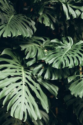 Poster  Plantes de la jungle tropicale