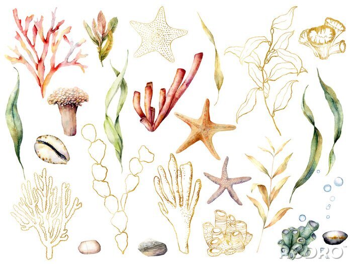 Poster  Plantes de récif corallien dans un style bohème