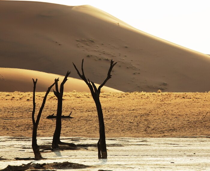 Poster  Plantes désertiques et sèches