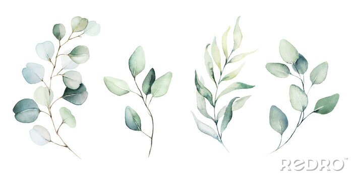 Poster  Plantes et feuilles aquarelles
