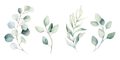 Papier peint  Plantes et feuilles aquarelles