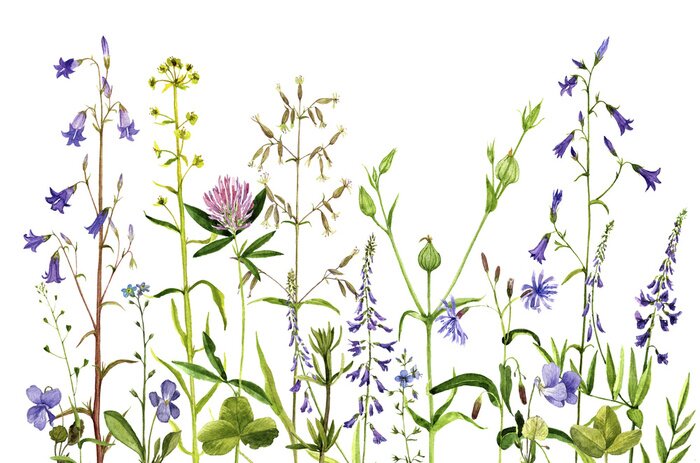 Poster  Plantes et fleurs des champs