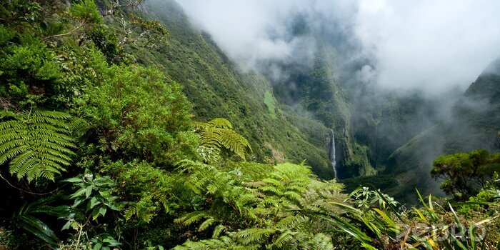 Poster  Plantes exotiques en montagne