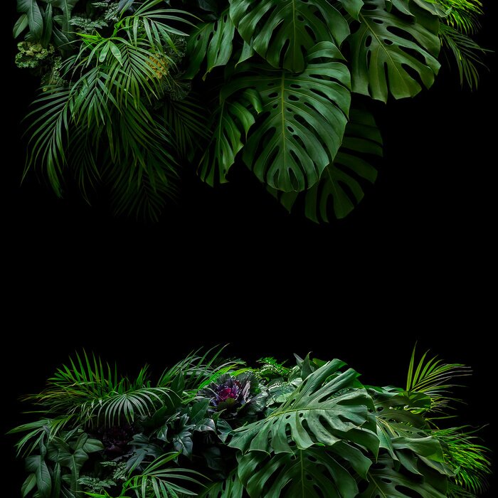 Poster  Plantes exotiques sur fond noir