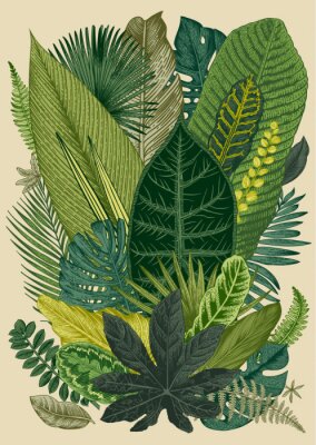 Poster  Plantes tropicales aux feuilles de formes différentes