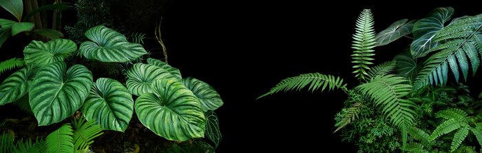 Poster  Plantes tropicales sur fond noir