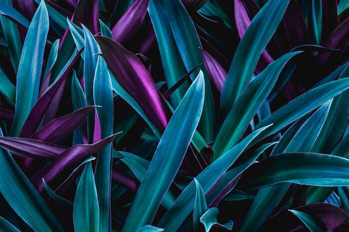 Poster  Plantes vertes foncées avec des fleurs