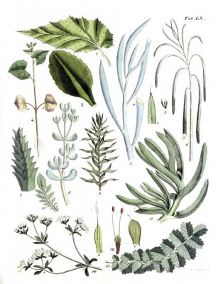 Poster  Plantes vertes numérotées avec feuilles