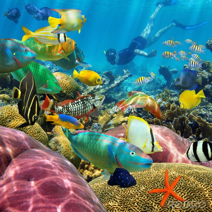 Poster  Plongeur et poisson dans l'océan