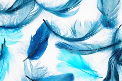Poster  Plumes bleues sur fond clair