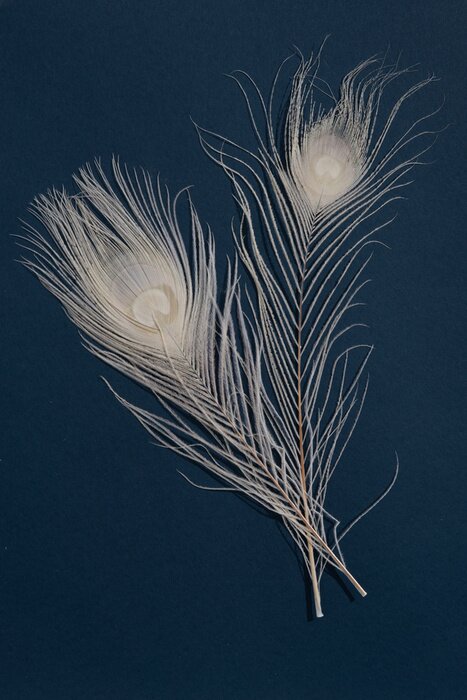 Poster  Plumes de paon blanc