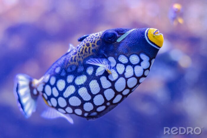 Poster  Poisson coloré dans l'aquarium