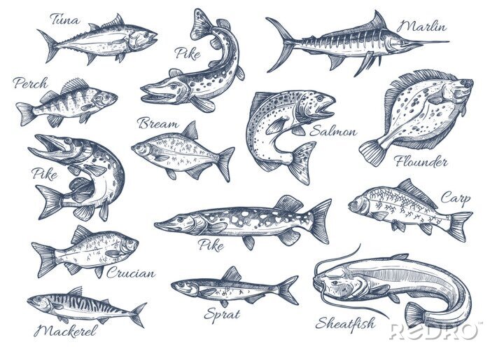 Poster  Poisson de mer avec des noms