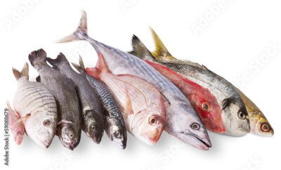 Poster  Poisson frais présenté sur fond blanc