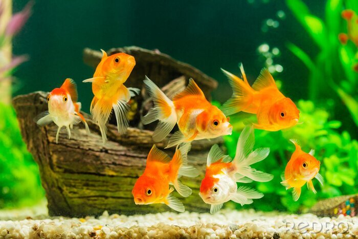 Poster  Poisson rouge dans un aquarium