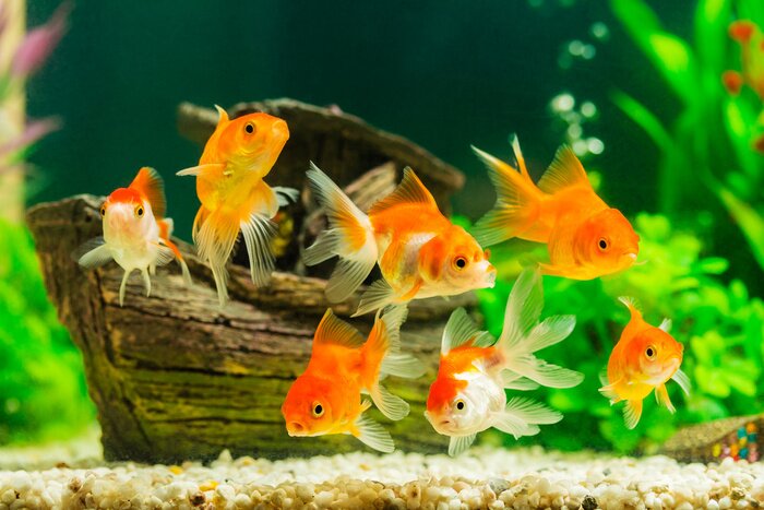 Poster  Poisson rouge dans un aquarium