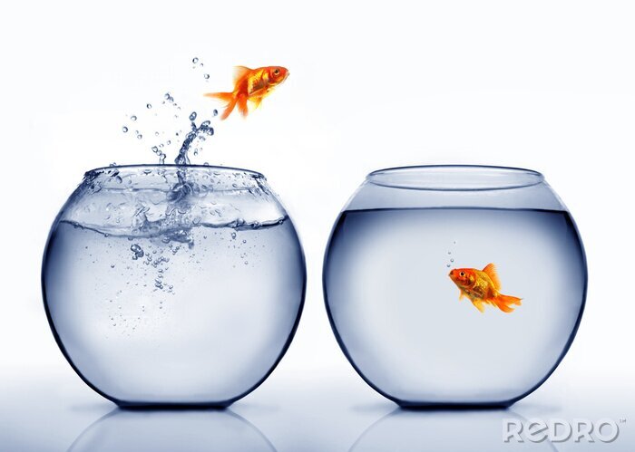 Poster  poisson rouge sautant hors de l'eau