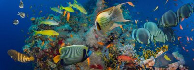 Poissons et récif de corail