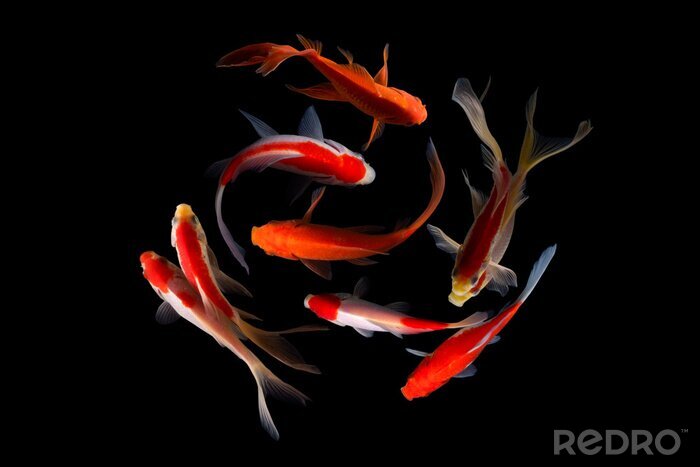 Poster  Poissons nageant autour