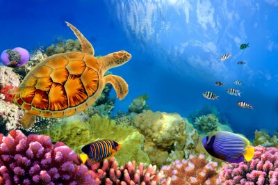 Poissons, tortues aquatiques et récifs coralliens