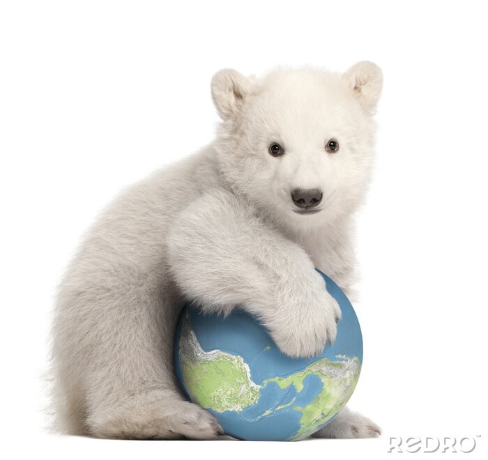 Poster  Polar ourson, Ursus maritimus, 3 mois, avec le globe
