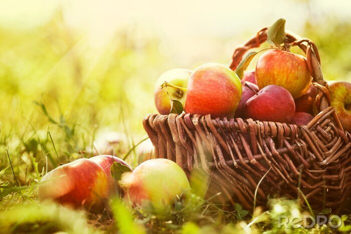 Poster  Pommes juteuses dans le jardin