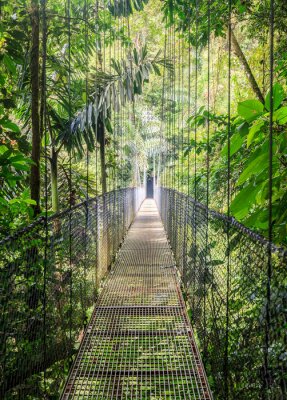 Poster  Pont de singe au-dessus de la jungle
